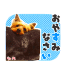 ヨークシャーテリア らいちちゃん（個別スタンプ：6）