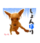 ヨークシャーテリア らいちちゃん（個別スタンプ：8）