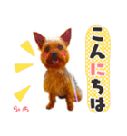 ヨークシャーテリア らいちちゃん（個別スタンプ：11）
