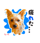 ヨークシャーテリア らいちちゃん（個別スタンプ：12）