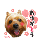 ヨークシャーテリア らいちちゃん（個別スタンプ：13）