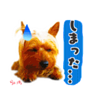 ヨークシャーテリア らいちちゃん（個別スタンプ：14）