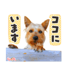 ヨークシャーテリア らいちちゃん（個別スタンプ：16）