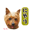 ヨークシャーテリア らいちちゃん（個別スタンプ：17）