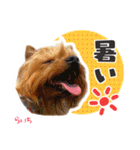 ヨークシャーテリア らいちちゃん（個別スタンプ：18）