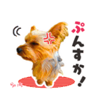 ヨークシャーテリア らいちちゃん（個別スタンプ：19）