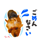 ヨークシャーテリア らいちちゃん（個別スタンプ：20）