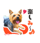 ヨークシャーテリア らいちちゃん（個別スタンプ：21）