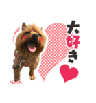 ヨークシャーテリア らいちちゃん（個別スタンプ：22）