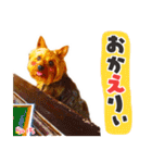 ヨークシャーテリア らいちちゃん（個別スタンプ：23）