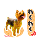 ヨークシャーテリア らいちちゃん（個別スタンプ：24）