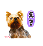 ヨークシャーテリア らいちちゃん（個別スタンプ：25）