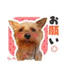 ヨークシャーテリア らいちちゃん（個別スタンプ：27）