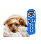 ヨークシャーテリア らいちちゃん（個別スタンプ：28）