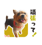 ヨークシャーテリア らいちちゃん（個別スタンプ：30）