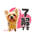 ヨークシャーテリア らいちちゃん（個別スタンプ：31）