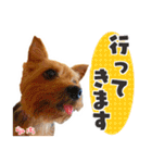 ヨークシャーテリア らいちちゃん（個別スタンプ：32）