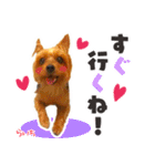 ヨークシャーテリア らいちちゃん（個別スタンプ：33）