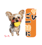 ヨークシャーテリア らいちちゃん（個別スタンプ：34）