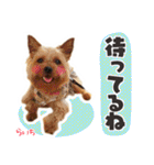 ヨークシャーテリア らいちちゃん（個別スタンプ：35）
