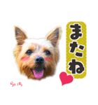 ヨークシャーテリア らいちちゃん（個別スタンプ：36）
