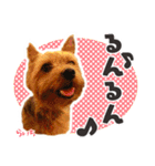 ヨークシャーテリア らいちちゃん（個別スタンプ：37）