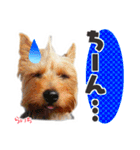 ヨークシャーテリア らいちちゃん（個別スタンプ：38）