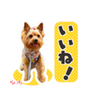ヨークシャーテリア らいちちゃん（個別スタンプ：39）
