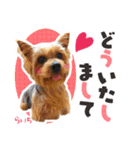 ヨークシャーテリア らいちちゃん（個別スタンプ：40）