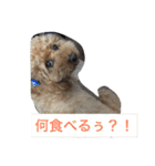 トイプードルよしむねとまさむねの気持ち（個別スタンプ：3）