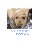トイプードルよしむねとまさむねの気持ち（個別スタンプ：4）