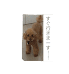 トイプードルよしむねとまさむねの気持ち（個別スタンプ：9）