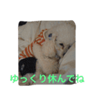 トイプードルよしむねとまさむねの気持ち（個別スタンプ：19）