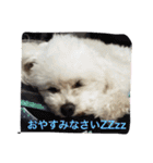 トイプードルよしむねとまさむねの気持ち（個別スタンプ：32）
