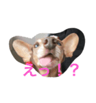 虹くんスタンプ（個別スタンプ：1）