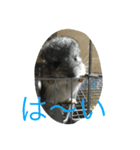 chinchiraanimal rabbite（個別スタンプ：1）