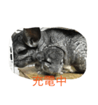 chinchiraanimal rabbite（個別スタンプ：3）