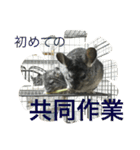 chinchiraanimal rabbite（個別スタンプ：4）