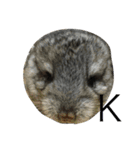 chinchiraanimal rabbite（個別スタンプ：6）