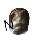 chinchiraanimal rabbite（個別スタンプ：7）