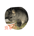 chinchiraanimal rabbite（個別スタンプ：9）