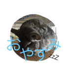 chinchiraanimal rabbite（個別スタンプ：10）