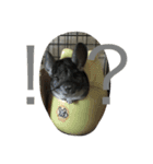 chinchiraanimal rabbite（個別スタンプ：11）