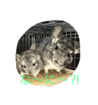 chinchiraanimal rabbite（個別スタンプ：13）