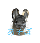 chinchiraanimal rabbite（個別スタンプ：15）