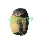 chinchiraanimal rabbite（個別スタンプ：16）
