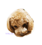 トイプードル4ワン生活。（個別スタンプ：1）
