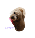 トイプードル4ワン生活。（個別スタンプ：3）