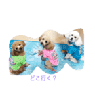 トイプードル4ワン生活。（個別スタンプ：5）
