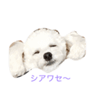 トイプードル4ワン生活。（個別スタンプ：17）